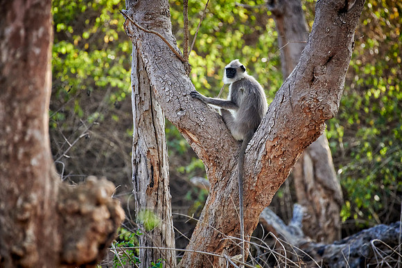 Tufted gray langur, Semnopithecus priam