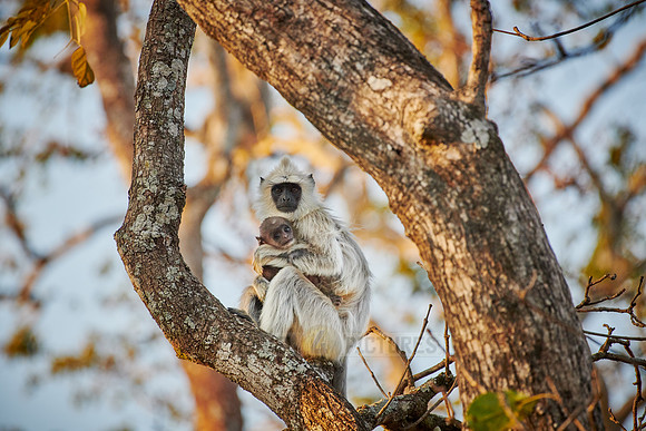 Tufted gray langur with newborn