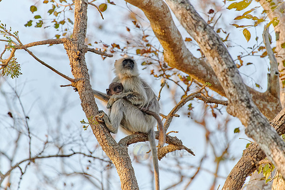 Tufted gray langur with newborn