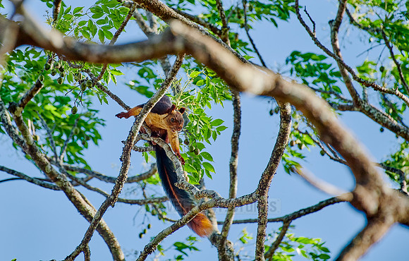 Indian giant squirrel or Malabar giant squirrel