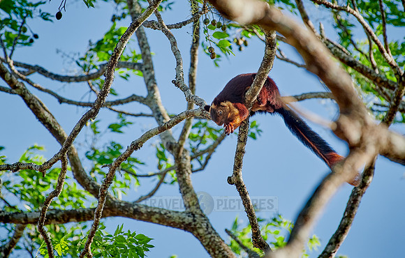 Indian giant squirrel or Malabar giant squirrel