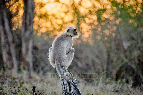 Tufted gray langur sitting durind sunrise on a branch