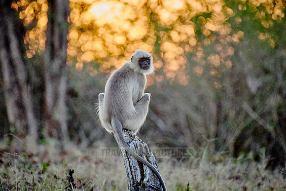 Tufted gray langur sitting durind sunrise on a branch