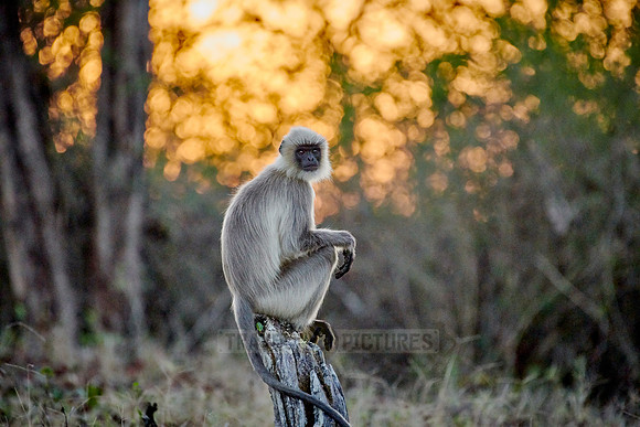 Tufted gray langur sitting durind sunrise on a branch