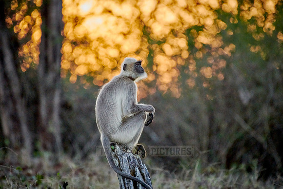 Tufted gray langur sitting durind sunrise on a branch
