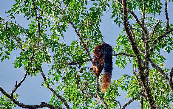 Indian giant squirrel or Malabar giant squirrel