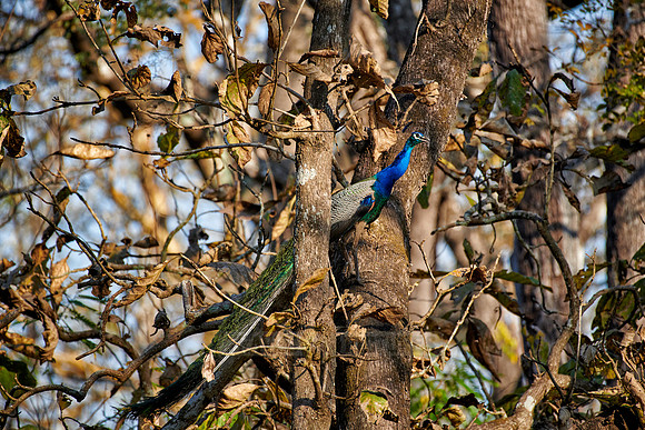 Common peacock, Indian peafowl or blue peafowl
