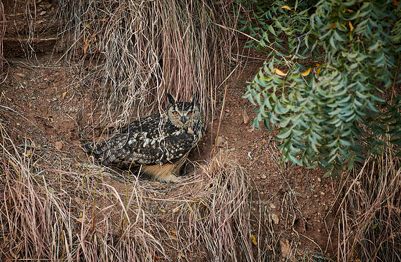 Indian eagle-owl (Bubo bengalensis)