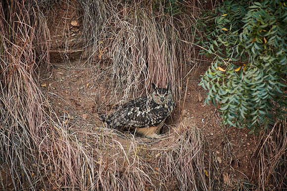Indian eagle-owl (Bubo bengalensis)