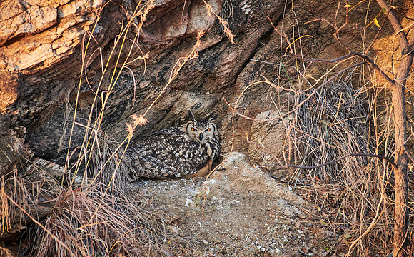 Indian eagle-owl (Bubo bengalensis)