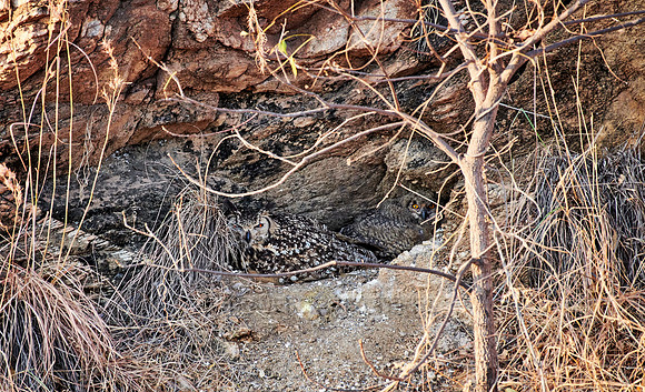 Indian eagle-owl (Bubo bengalensis)