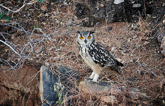 Indian eagle-owl (Bubo bengalensis)