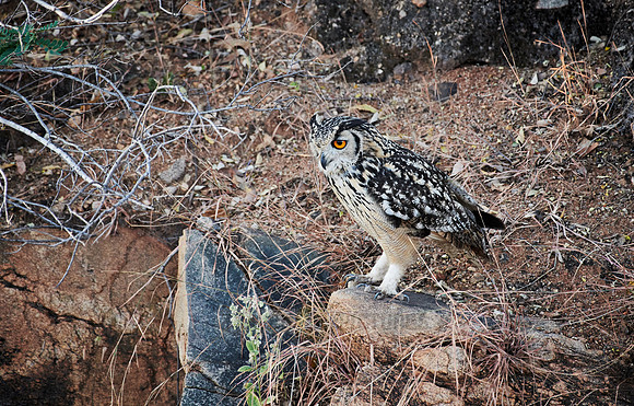 Indian eagle-owl (Bubo bengalensis)