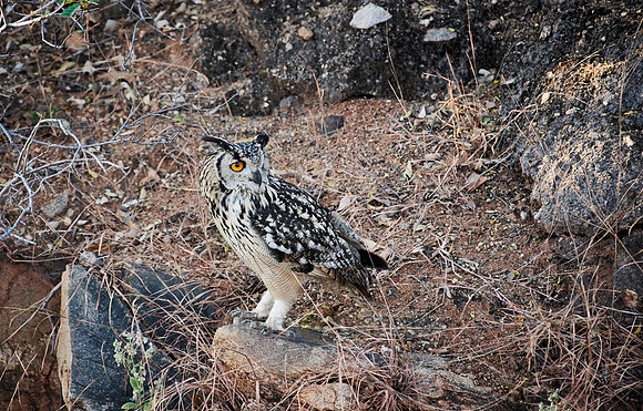 Indian eagle-owl (Bubo bengalensis)