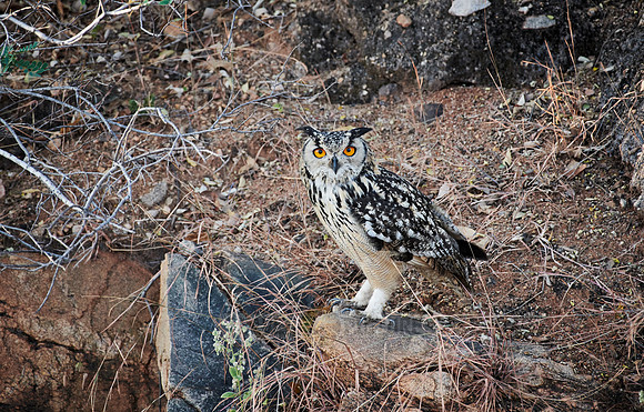Indian eagle-owl (Bubo bengalensis)
