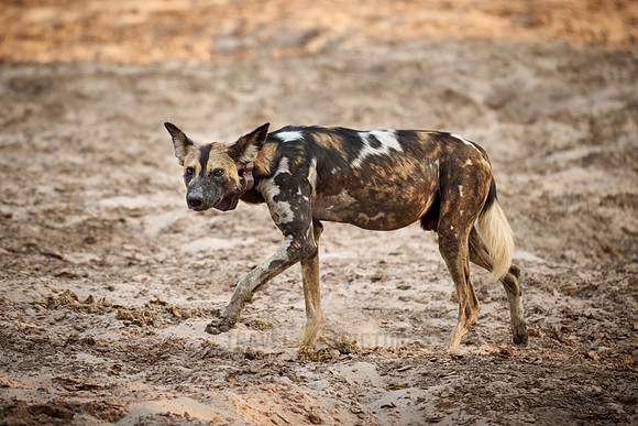 African wild dog (Lycaon pictus)