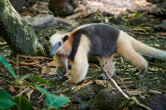 Northern tamandua (Tamandua mexicana)