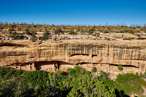 Cliff dwellings in Mesa-Verde-National Park