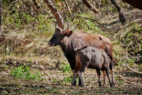 Indian Gaur also called the Indian bison