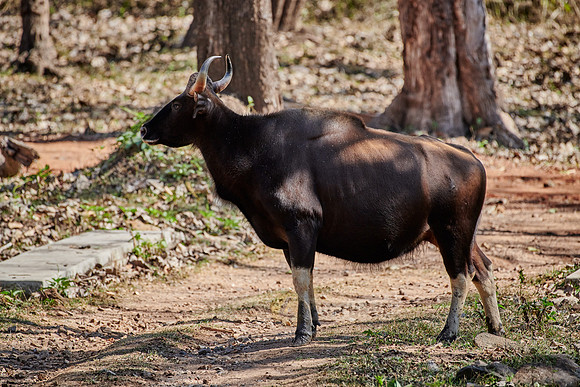 Indian Gaur also called the Indian bison