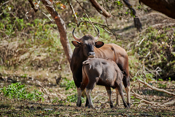 Indian Gaur also called the Indian bison