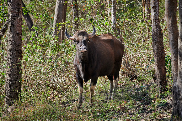 Indian Gaur also called the Indian bison