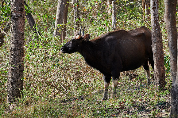 Indian Gaur also called the Indian bison