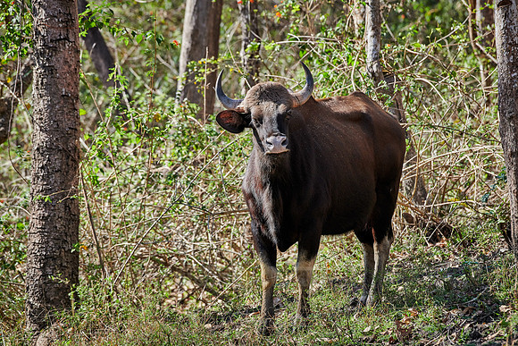 Indian Gaur also called the Indian bison