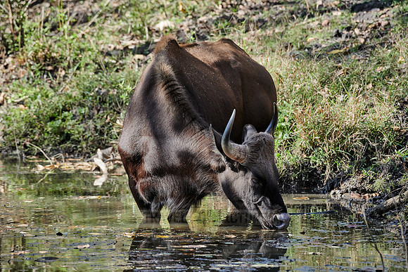 Indian Gaur also called the Indian bison