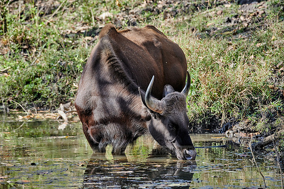 Indian Gaur also called the Indian bison