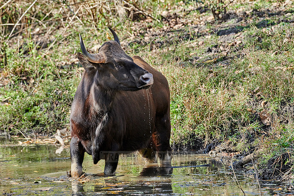 Indian Gaur also called the Indian bison