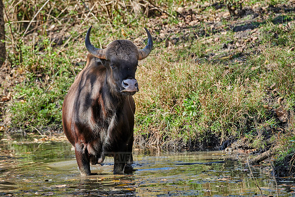 Indian Gaur also called the Indian bison
