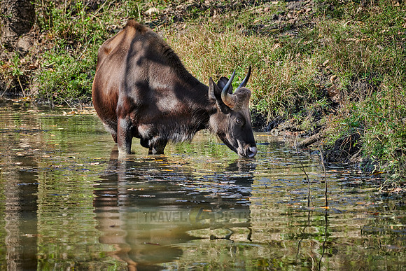 Indian Gaur also called the Indian bison