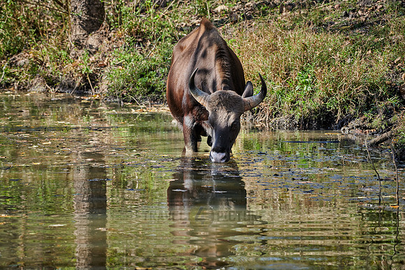 Indian Gaur also called the Indian bison