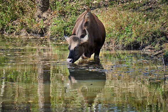 Indian Gaur also called the Indian bison