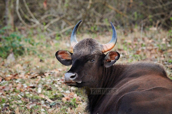 Indian Gaur also called the Indian bison