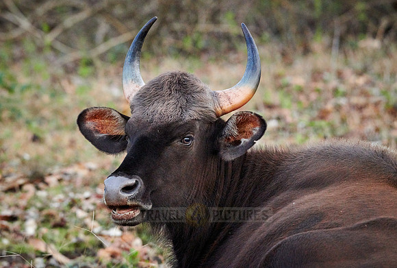 Indian Gaur also called the Indian bison