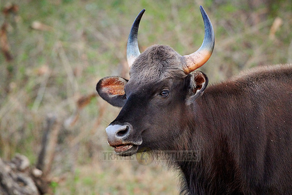 Indian Gaur also called the Indian bison