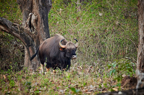 Indian Gaur also called the Indian bison