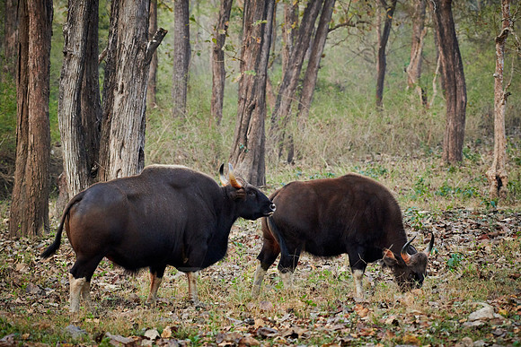 Indian Gaur also called the Indian bison
