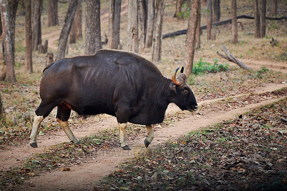 Indian Gaur also called the Indian bison