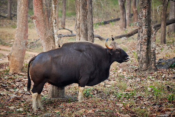 Indian Gaur also called the Indian bison