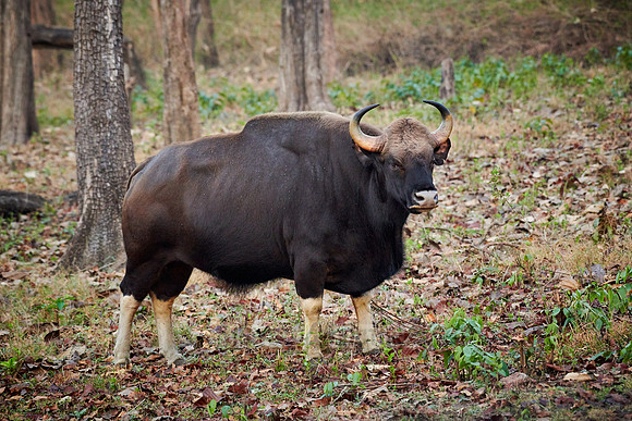 Indian Gaur also called the Indian bison