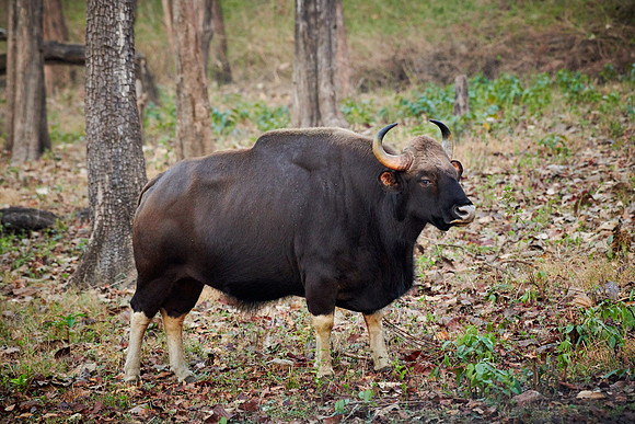 Indian Gaur also called the Indian bison