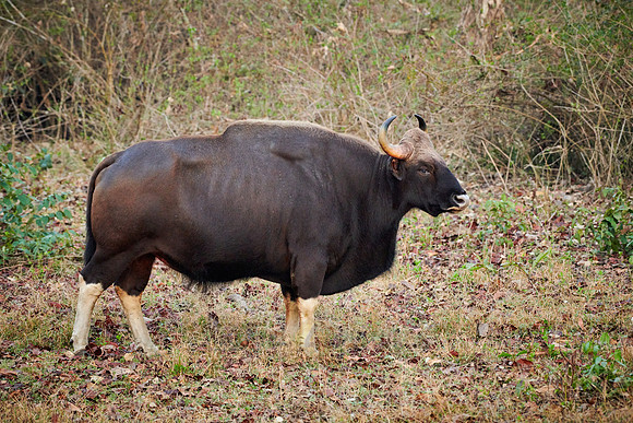 Indian Gaur also called the Indian bison