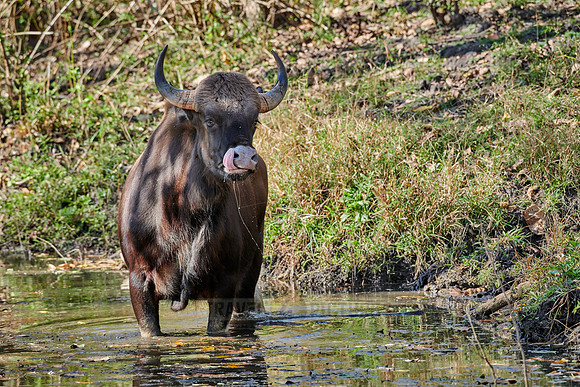 Indian Gaur also called the Indian bison