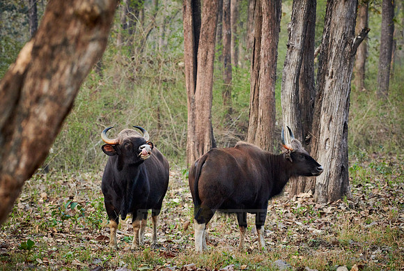 Indian Gaur also called the Indian bison