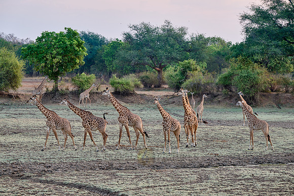 Thornicroft's giraffe (Giraffa camelopardalis thornicrofti)