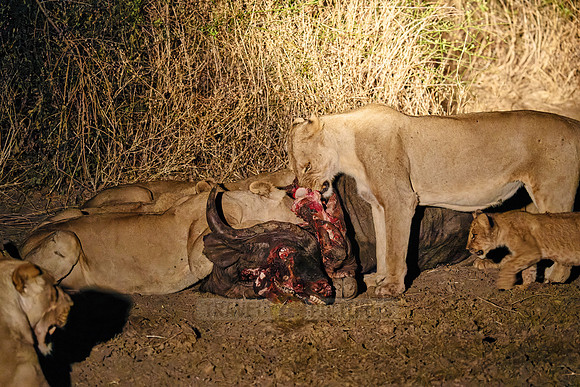 night shot pride of lioness (Panthera leo) at buffalo kill