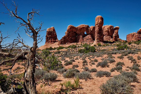 Parade of Elephants, Arches National Park